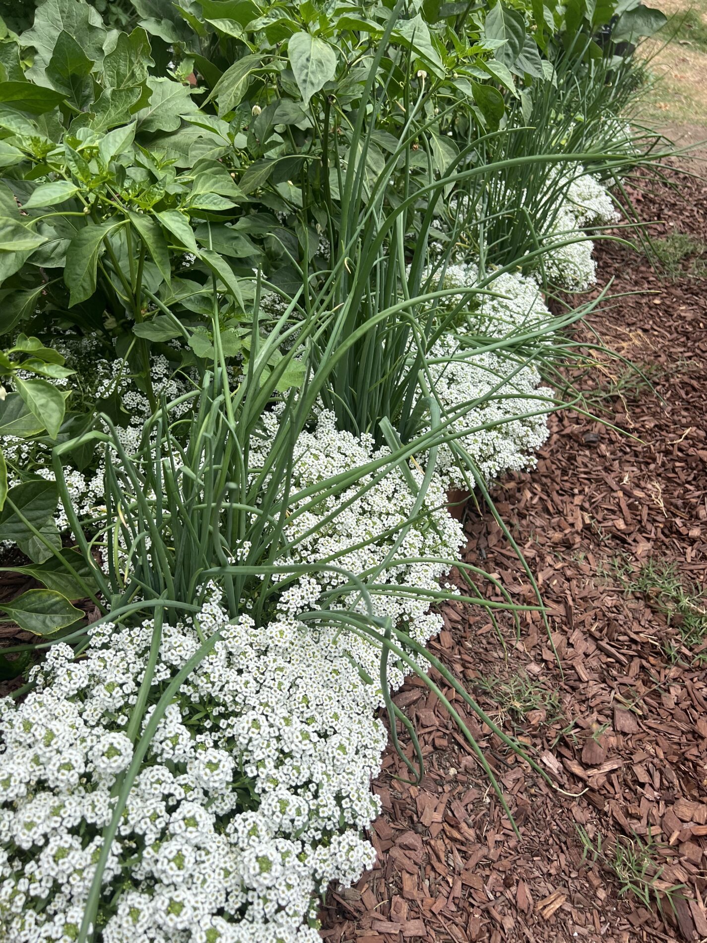 Flowers planted in the perimeter of IVA High's backyard project